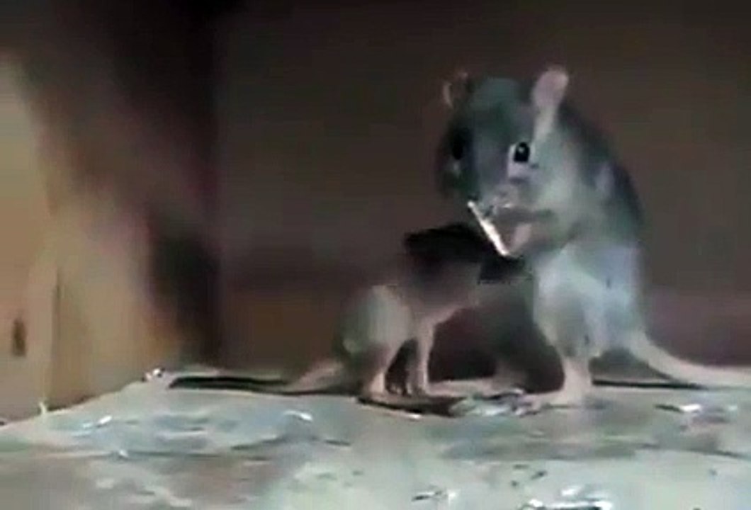 RAT UNIQUE SYSTEM