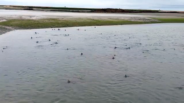 100 squali affamati a due passi dalla riva, video impressionante!
