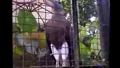 Heboh Burung Garuda Lambang Indonesia Tertangkap Warga -