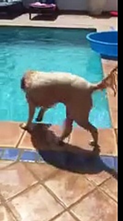 Amazing Intelligent Dog