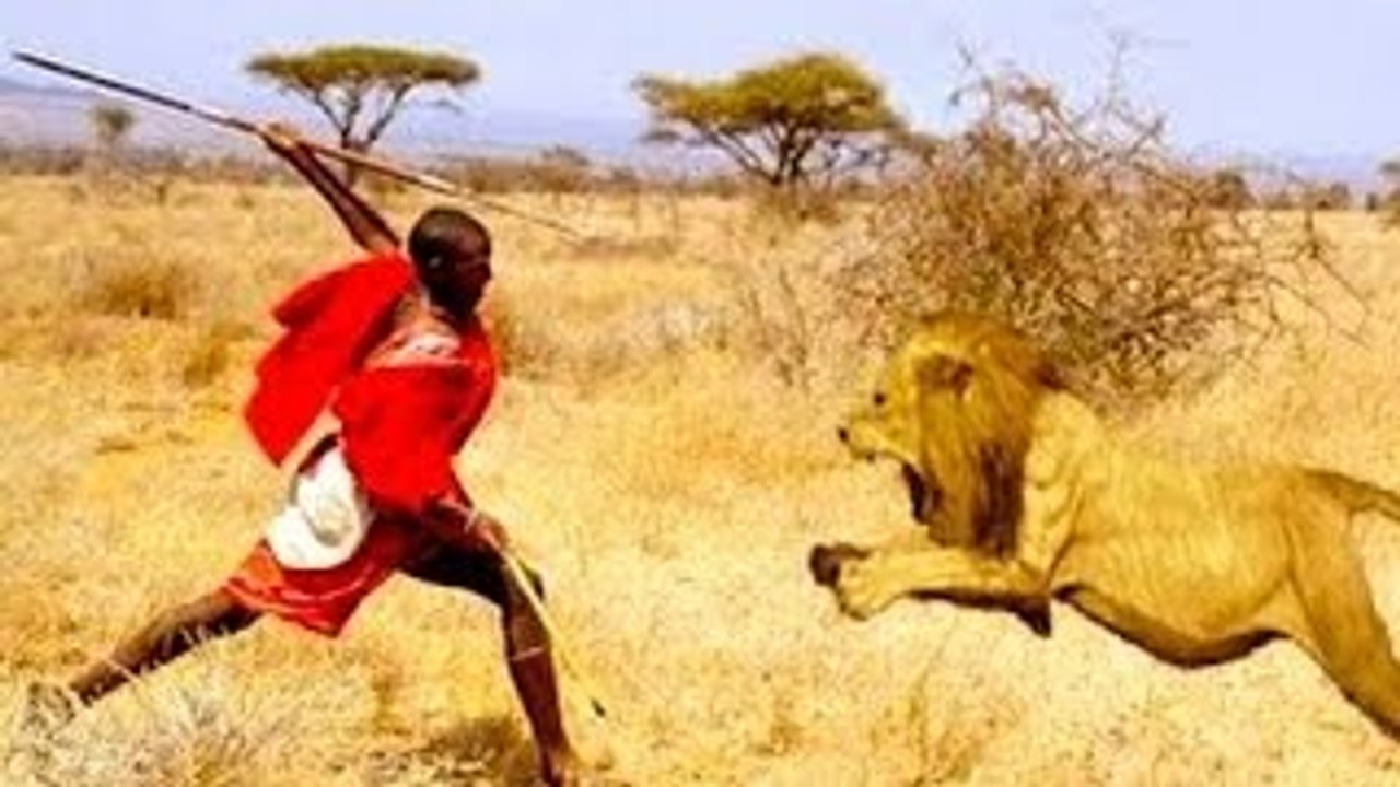Man vs Lions. Maasai Men Stealing Lions Food Without a Fight.