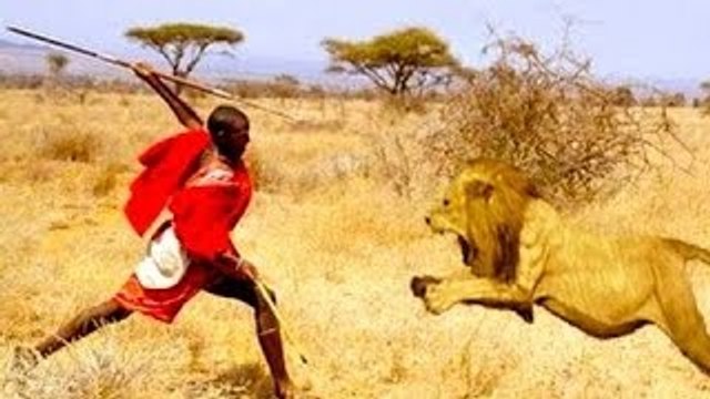 Man vs Lions. Maasai Men Stealing Lions Food Without a Fight.
