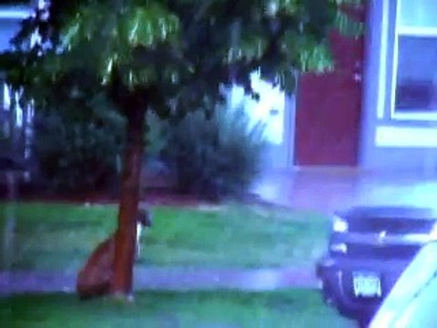 Un cane viene abbandonato sotto il diluvio: ecco cosa fa la vicina di casa