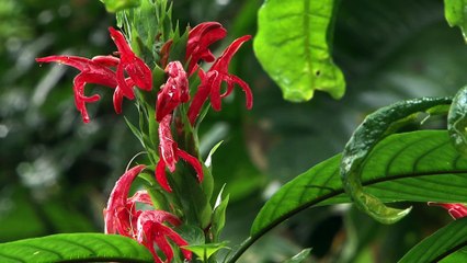 Le traçage analytique de l'or en Guyane  : Les enjeux