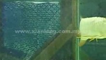 Xian Leng Golden Head Malaysian Golden