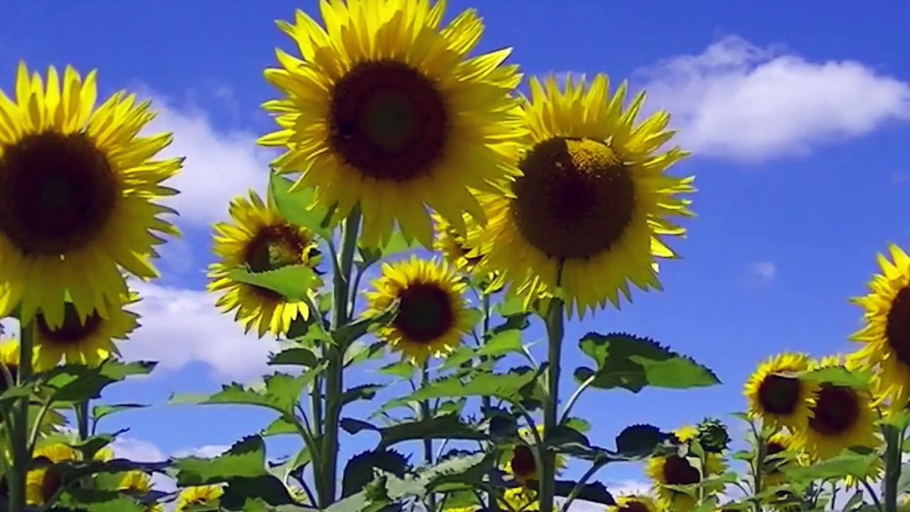 L'école buissonnière (Cachard/Hostettler)