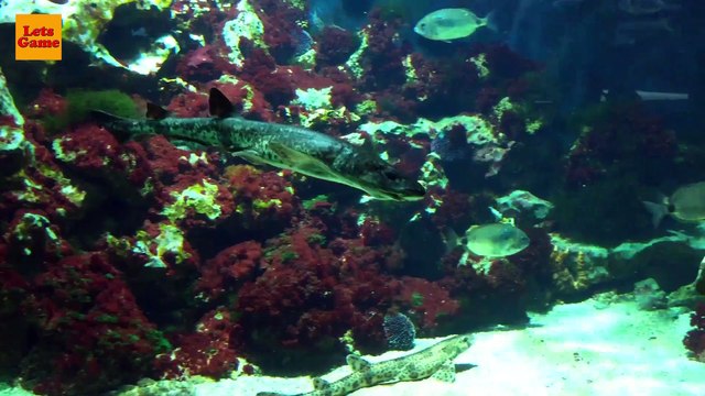 Аквариум для Детей - Экзотические Рыбы