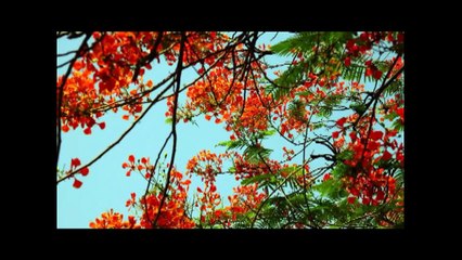 বাংলা জনপ্রিয় বাউল গান_ও প্রাণের মুরশিদ রে ও দয়াল মুরশিদ