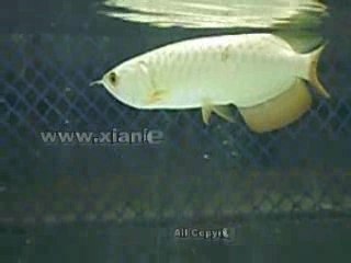 Xian Leng Golden Head Malaysian Golden