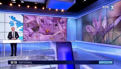 Les premiers froids arrivent, les fleurs de safran aussi