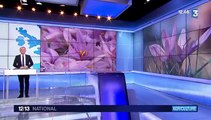 Les premiers froids arrivent, les fleurs de safran aussi