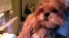 funny pets compilation 2015