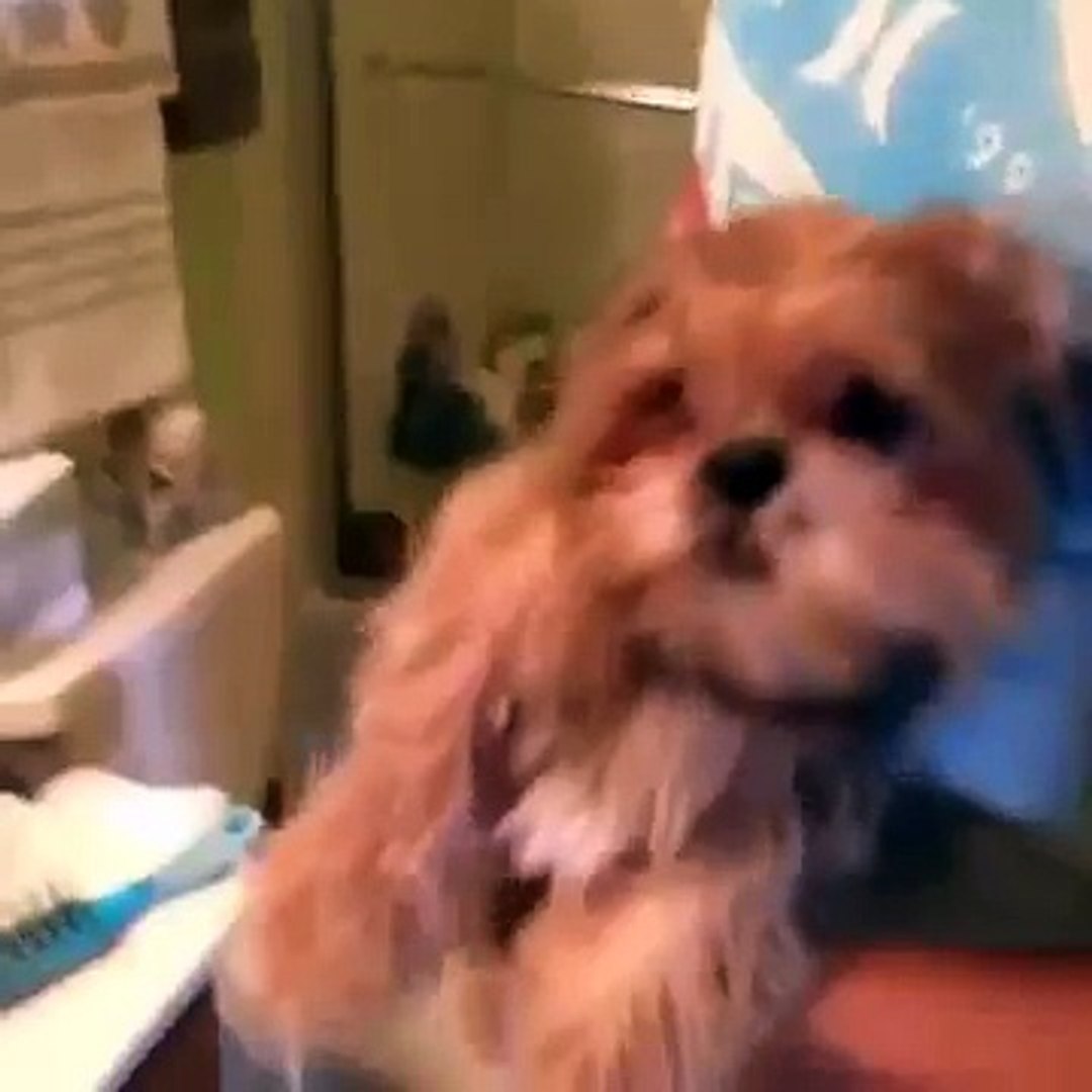 ⁣funny pets compilation 2015