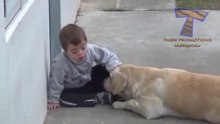 Brave protective animals - Cute animal compilation