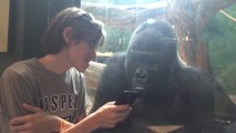 Gorilla reacts to photos of another gorilla