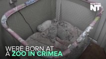Three Adorable White Bengal Tiger Cubs Born At Crimean Zoo