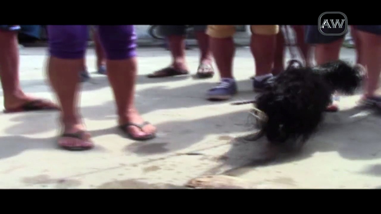 Joven rescata a perro de una alcantarilla