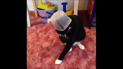 pet and animal funny , komik hayvan videoları