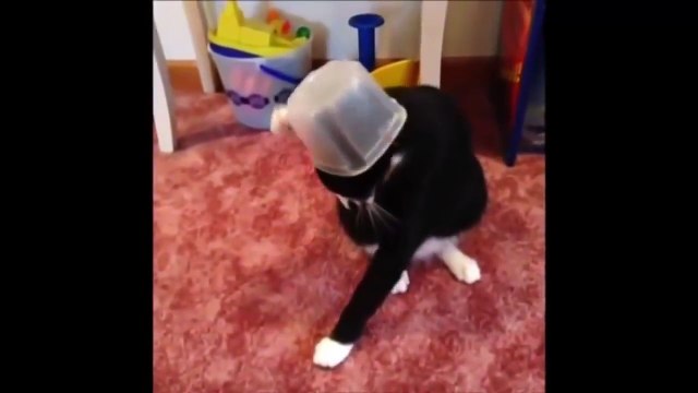 pet and animal funny , komik hayvan videoları