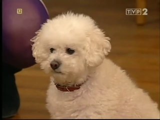 Sąsiedzi - Syrenka warszawska