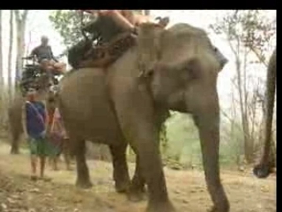 Ballade en elephant