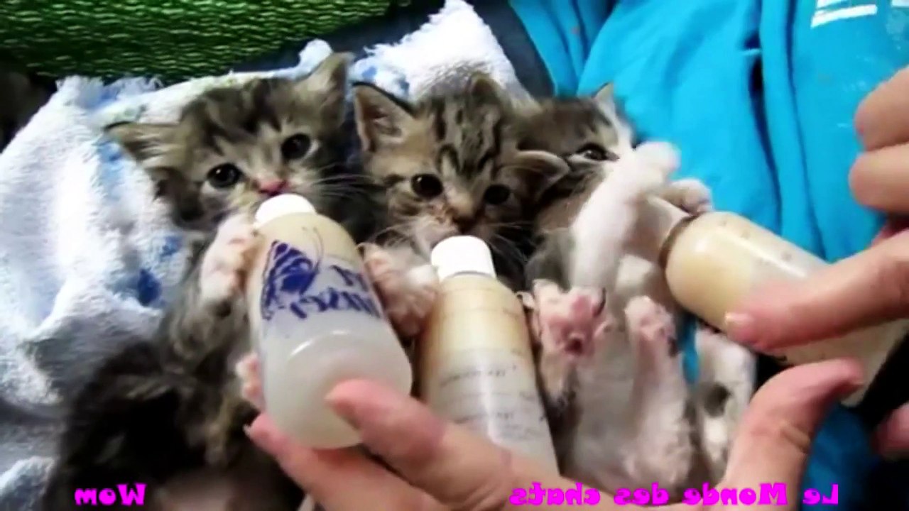3 Petits Chatons tout mignons