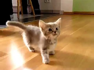 Chaton bavard, il parle et il parle :)
