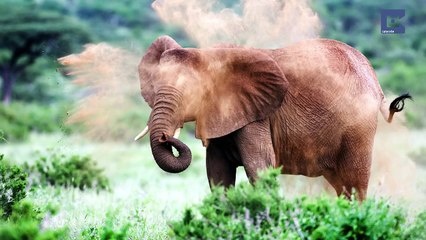 Five Incredible Elephant Facts