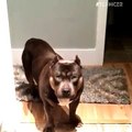 Amazing Funny Talking Dog Bully Pit Bull Compilation