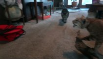 Four Cats, a Stuffed Bobcat, and a dog make a FUNNY video!