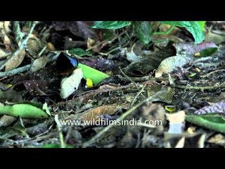Archduke - a rare butterfly filmed in slow motion, Meghalaya