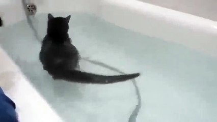 Необычное пристрастие кота!