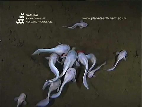 Рыбы на глубине 7700 м. Офигеть!!