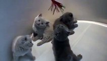 Hermosos Gatitos Jugando ★ humor gatos - video divertido gatos chistosos risa gato