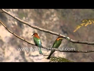 A pair of Chestnut-headed Bee-eaters sit on a tree limb - India