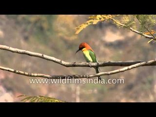 Chestnut-headed bee-eater (Bay-headed bee-eater) at Corbett