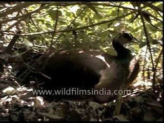 Female Indian peafowl incubates eggs on nest