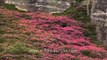 Rhododendron flowering shrubs light up the hillsides of north Sikkim