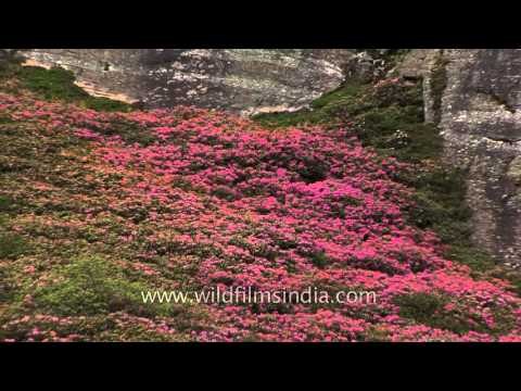 Rhododendron flowering shrubs light up the hillsides of north Sikkim