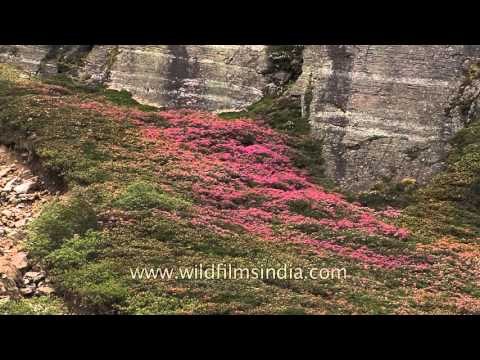Rhododendron shrubs flowering in the Himalaya - Sikkim