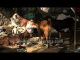 Herd of goats lined up for sale in Old Delhi