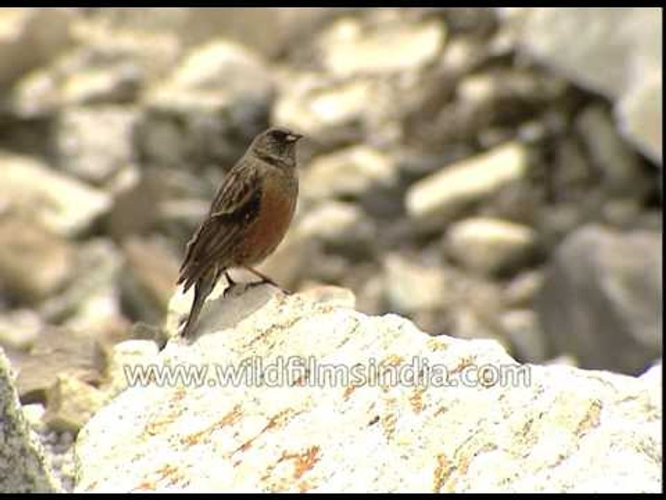 Alpine Accentor (Prunella collaris)