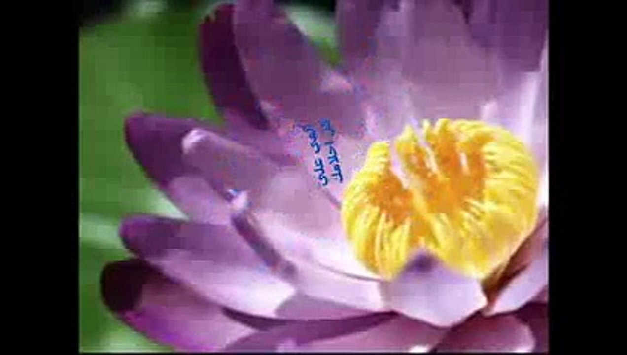 مشاعر تائه-- .. ابراهيم صبرا