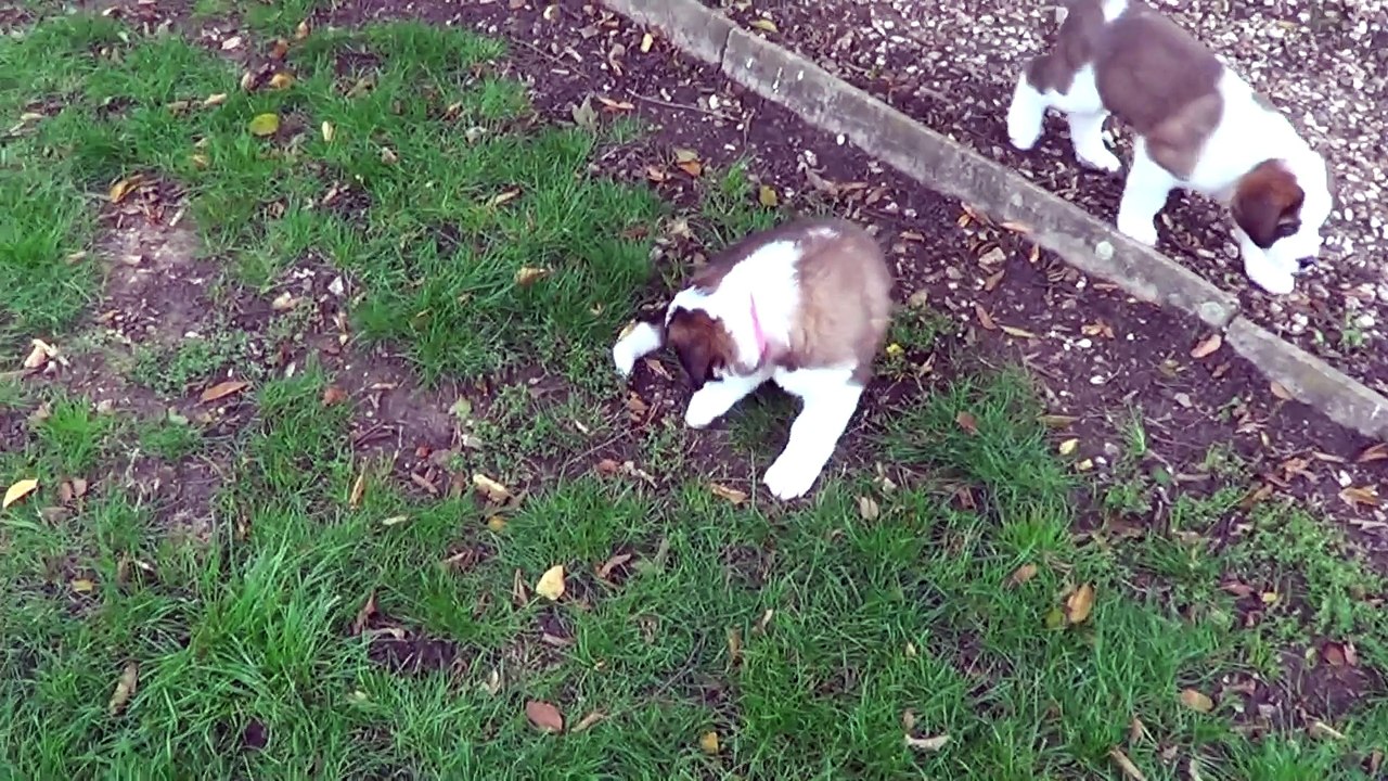 La bagarre 2015-10-12