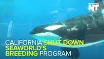 SeaWorld Can No Longer Breed Orcas In California