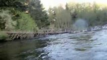 Bald Eagle takes fish right off my fly line and goes for a run