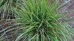 Grasses That are Deer Resistant for Bucks County Landscapes