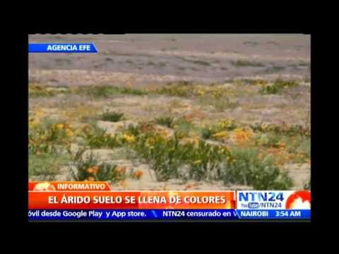 Las maravillas de Atacama: el desierto chileno se llena de flores