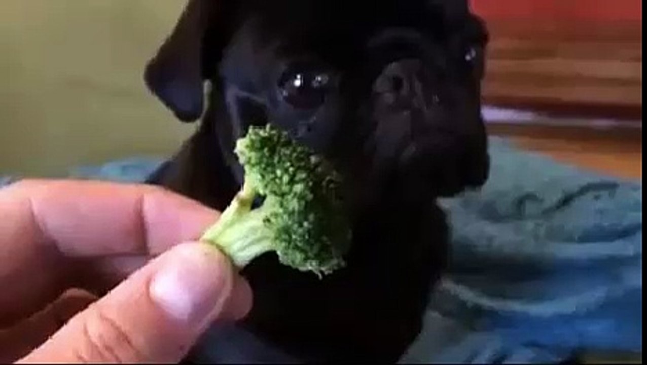 Damelo papi chulo-cute doggy