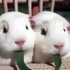 Two rabbits eating grass together [UNITY]